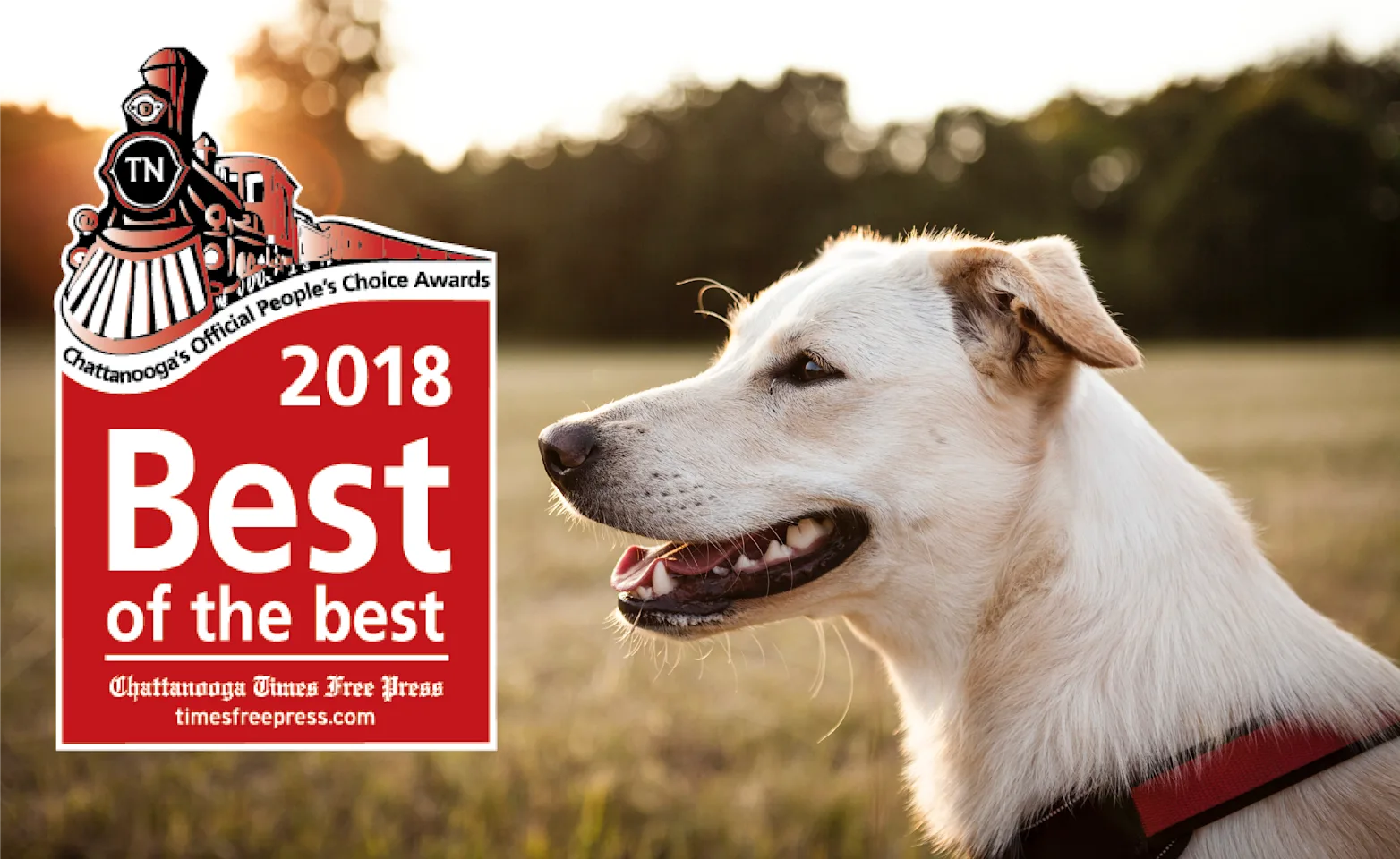 Best of the best logo Best of the best logo