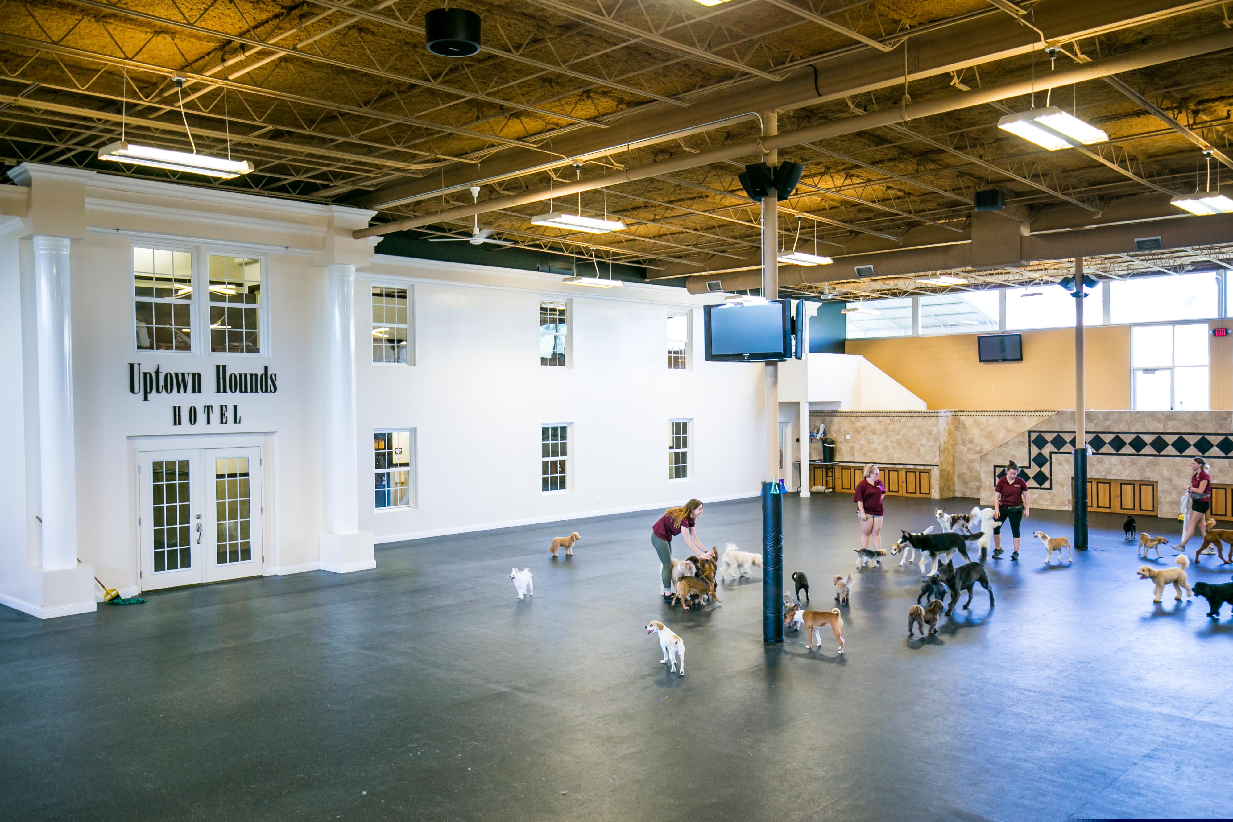 Uptown Hounds Hotel.  The picture shows a wide open room (inside) where you have several staff members entertaining the pups staying at the facility.