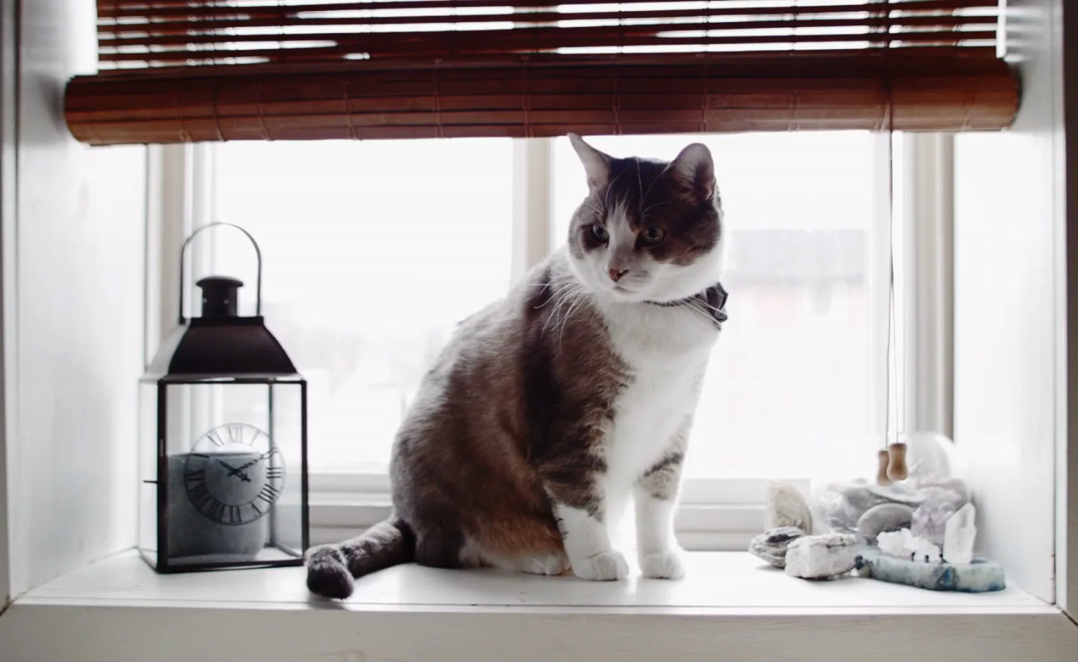 Cat Window Waving Tail Cat Window Waving Tail
