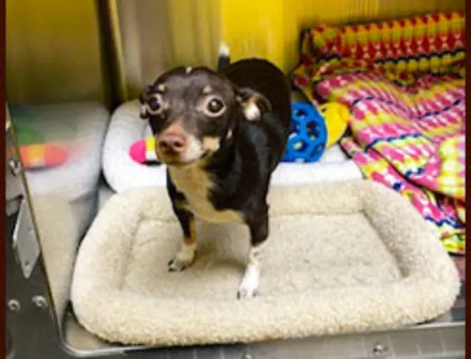 A dog inside of a cabin A dog inside of a cabin