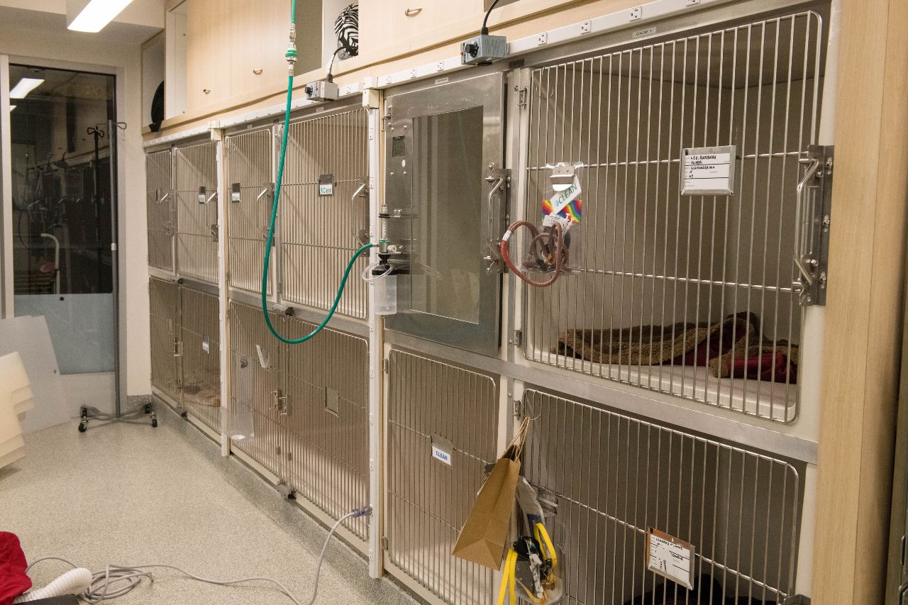 Dog kennels used for dog recovery.
