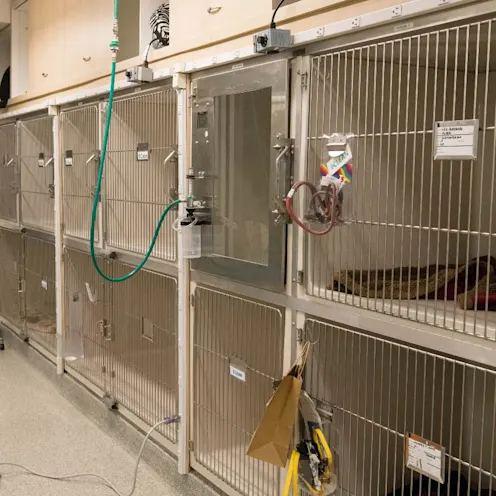 Dog kennels used for dog recovery. Dog kennels used for dog recovery.