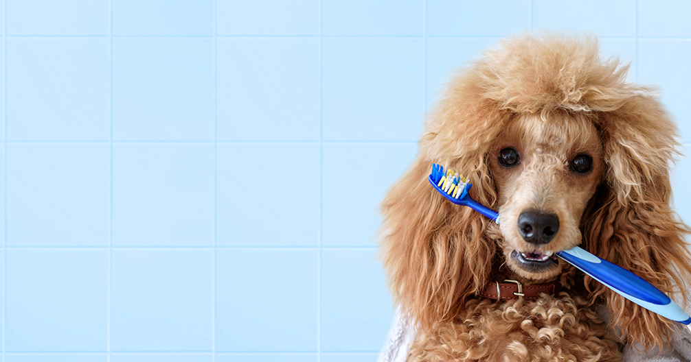 Veterinary Care in Englishtown & Marlboro, NJ Animal Health Care of