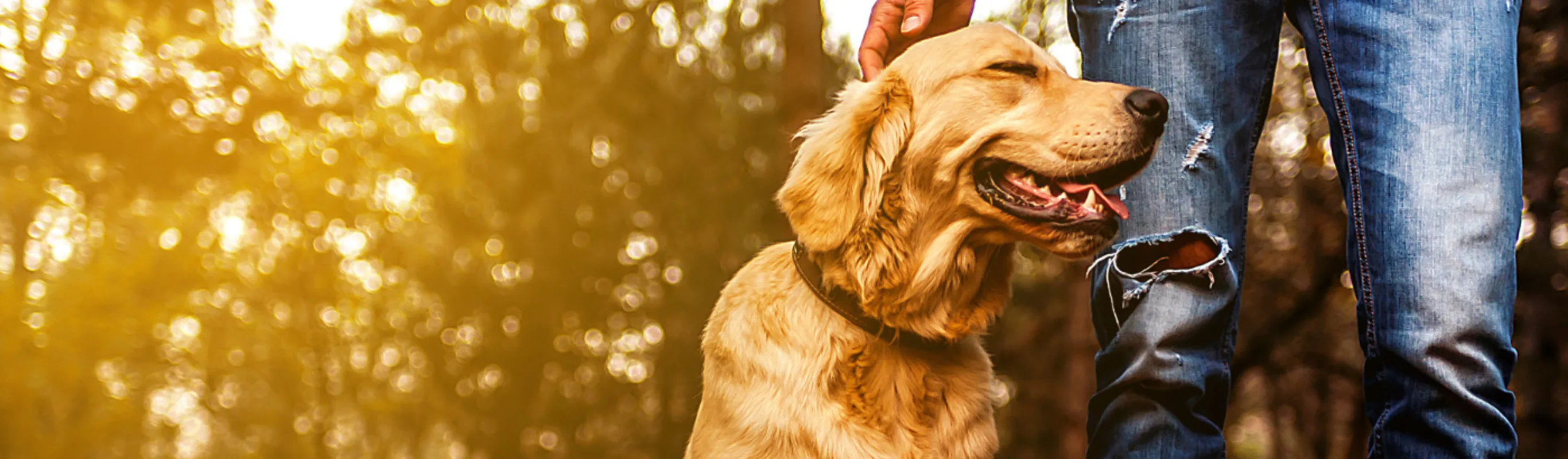 Man petting a Labrador in the Forest Man petting a Labrador in the Forest