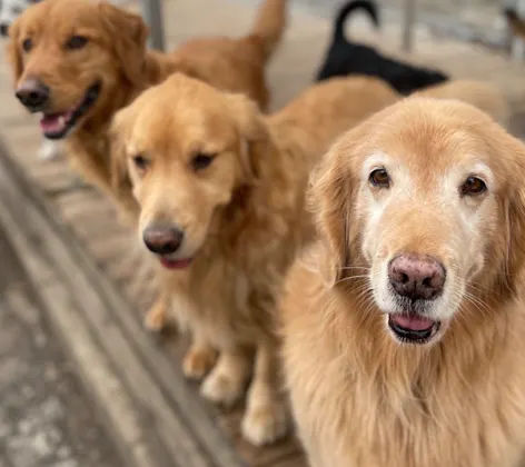 Dogs Fluffy and Happy