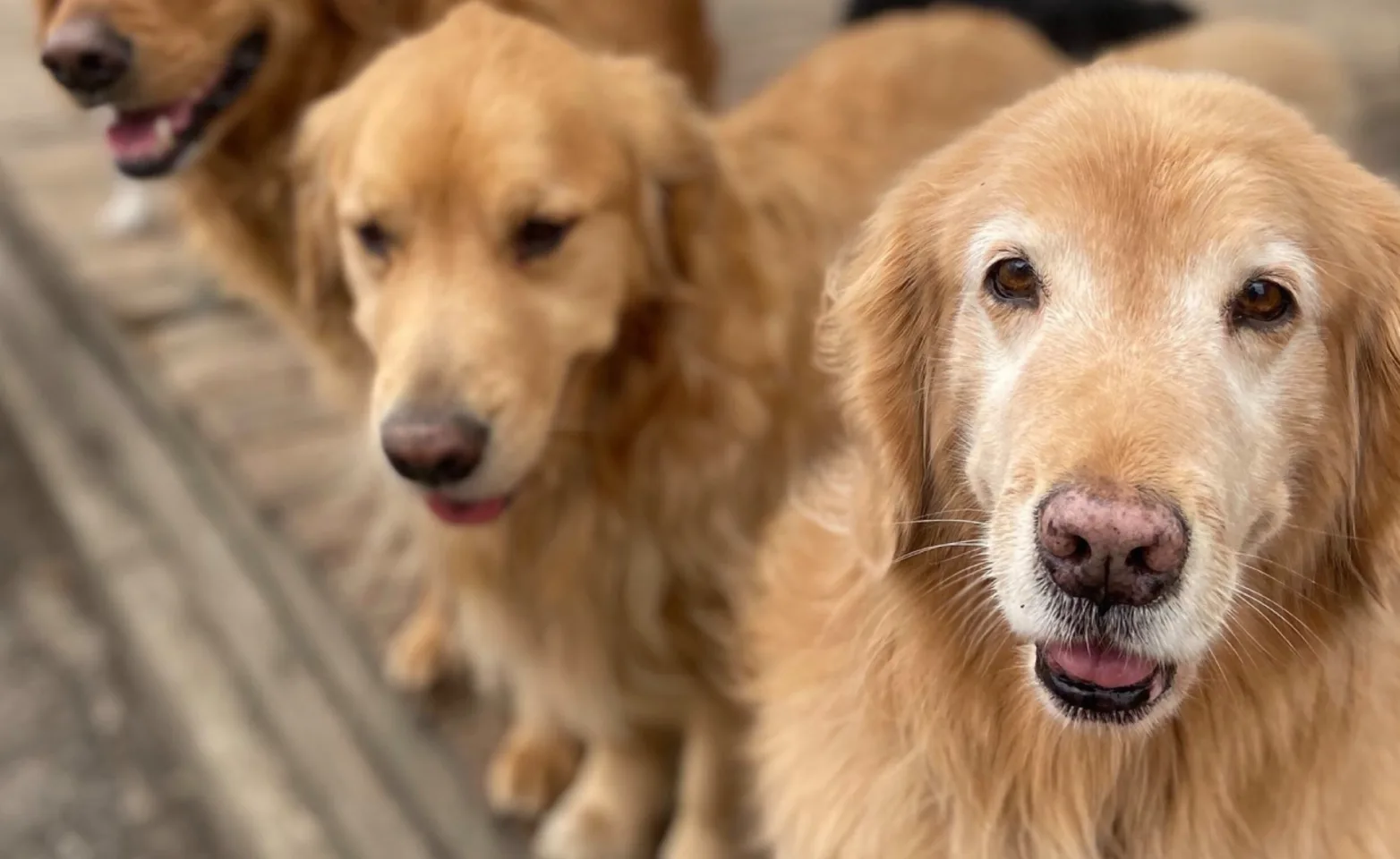 Dogs Fluffy and Happy Dogs Fluffy and Happy
