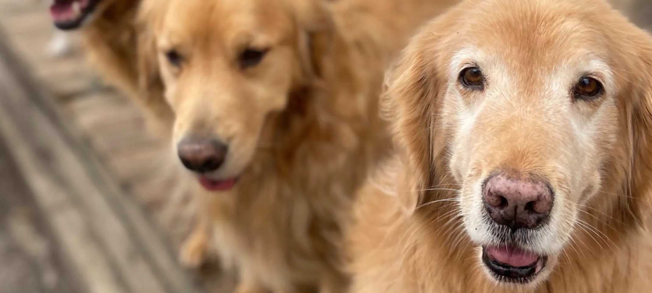 Dogs Fluffy and Happy