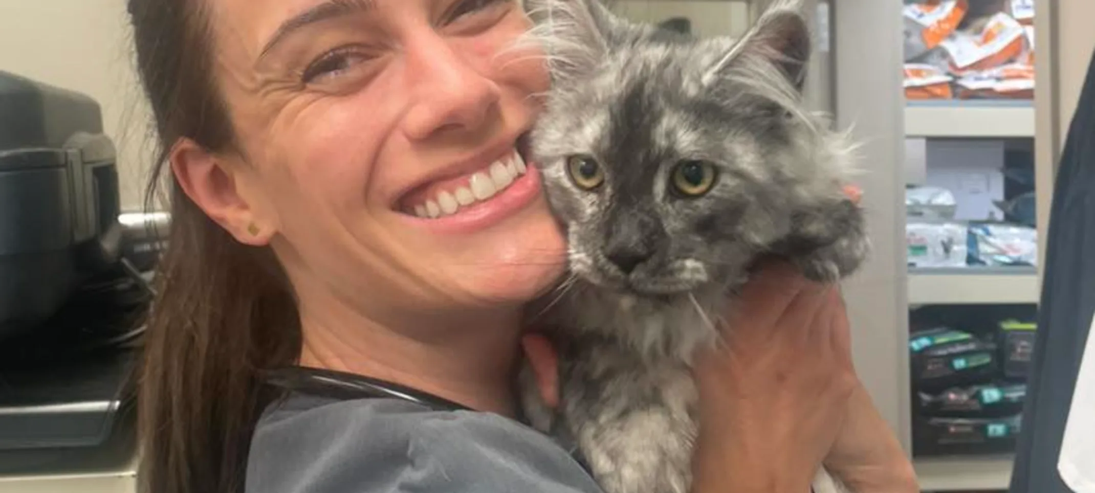 cat looking straight cat looking straight