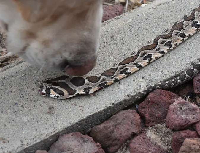 Snake safety blog photo with snake mouth open Snake safety blog photo with snake mouth open