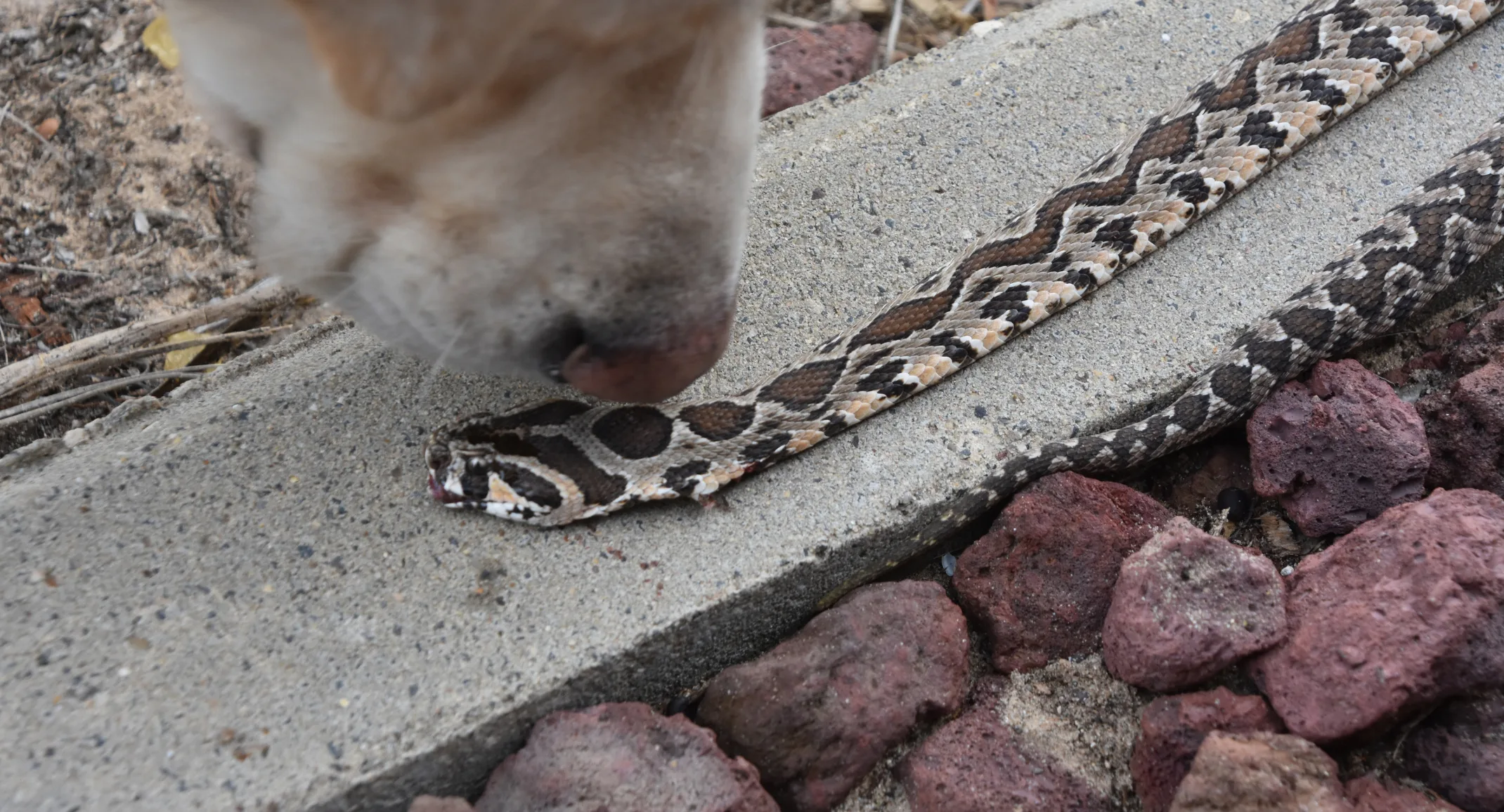 Snake safety blog photo with snake mouth open Snake safety blog photo with snake mouth open