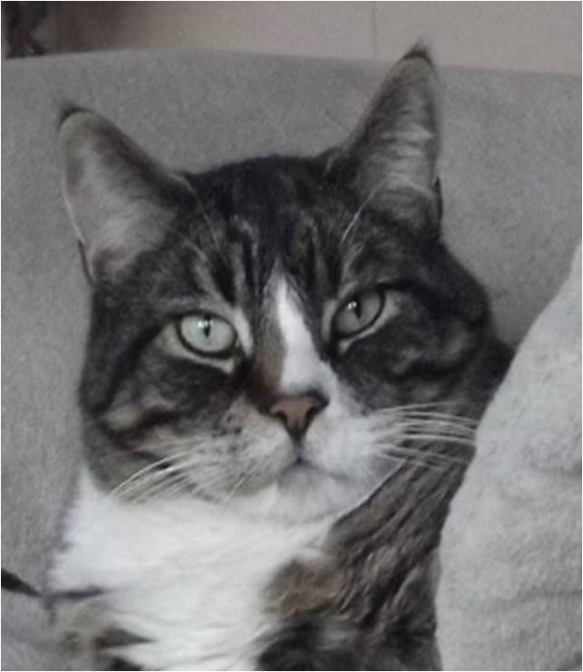 Kingston at Hanover Park Animal Care Center