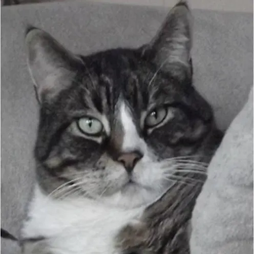 Kingston at Hanover Park Animal Care Center Kingston at Hanover Park Animal Care Center