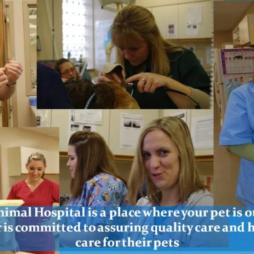 Collage of different staff members from Kettering Animal Hospital