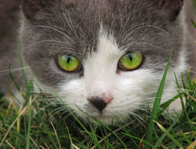 Cat hiding in grass Cat hiding in grass