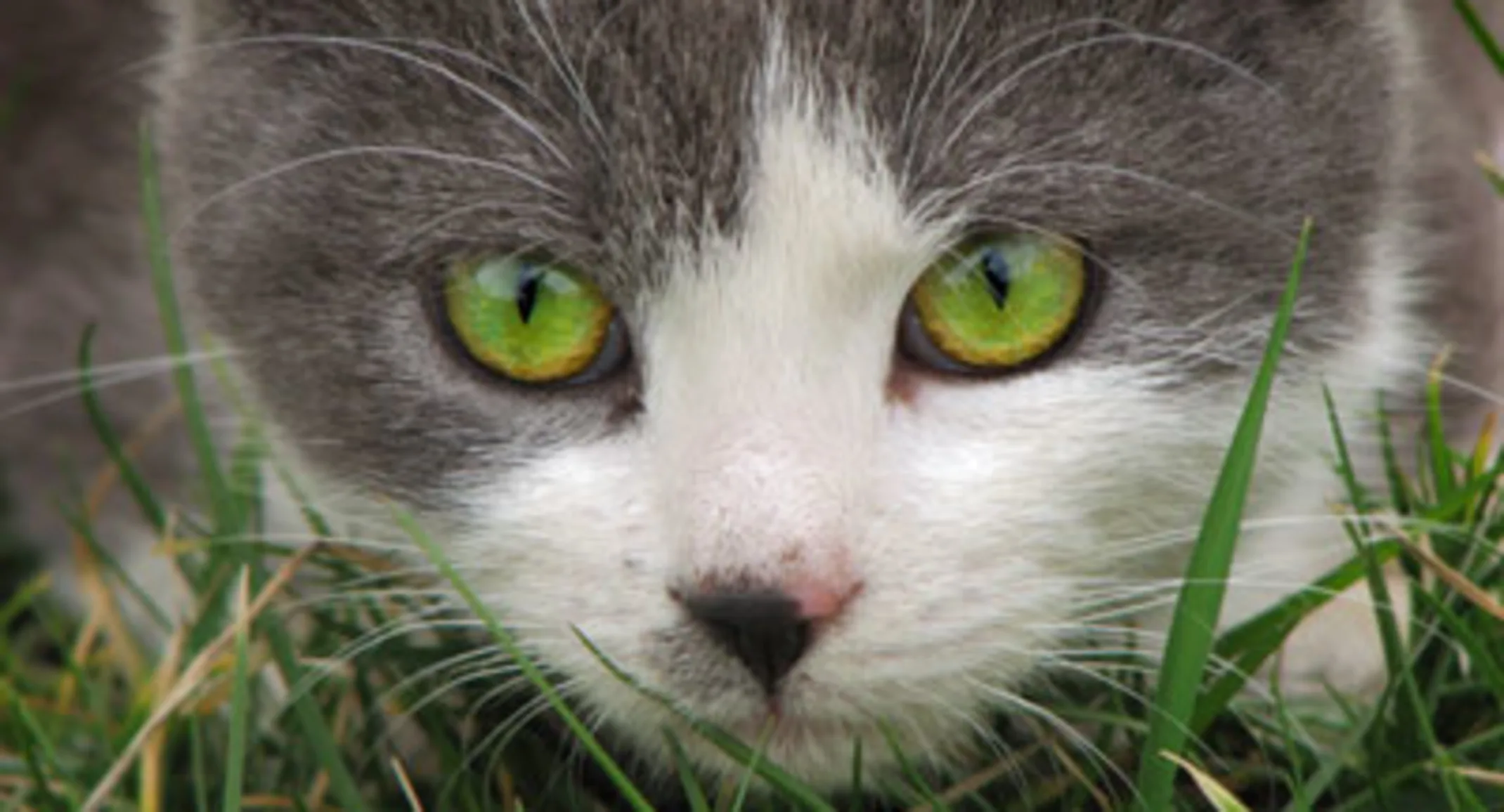 Cat hiding in grass Cat hiding in grass