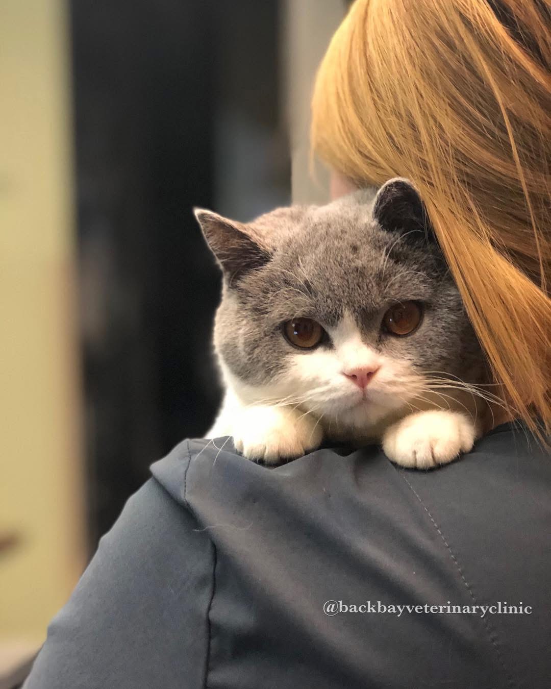 Grey and white kitten hanging on the shoulder of a staff member