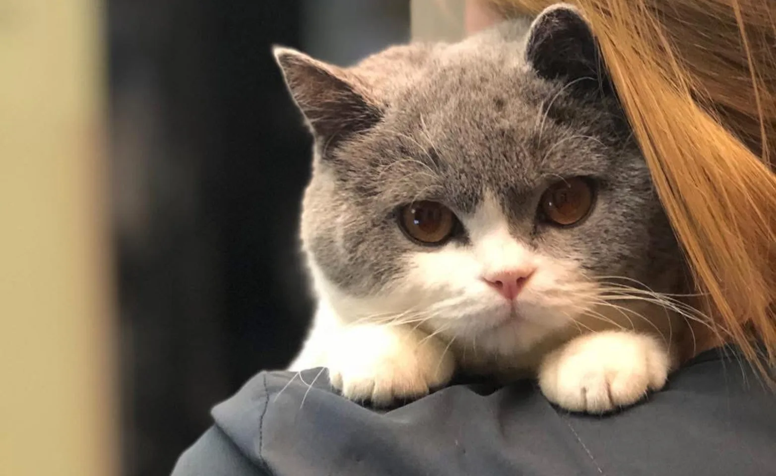 Grey and white kitten hanging on the shoulder of a staff member Grey and white kitten hanging on the shoulder of a staff member