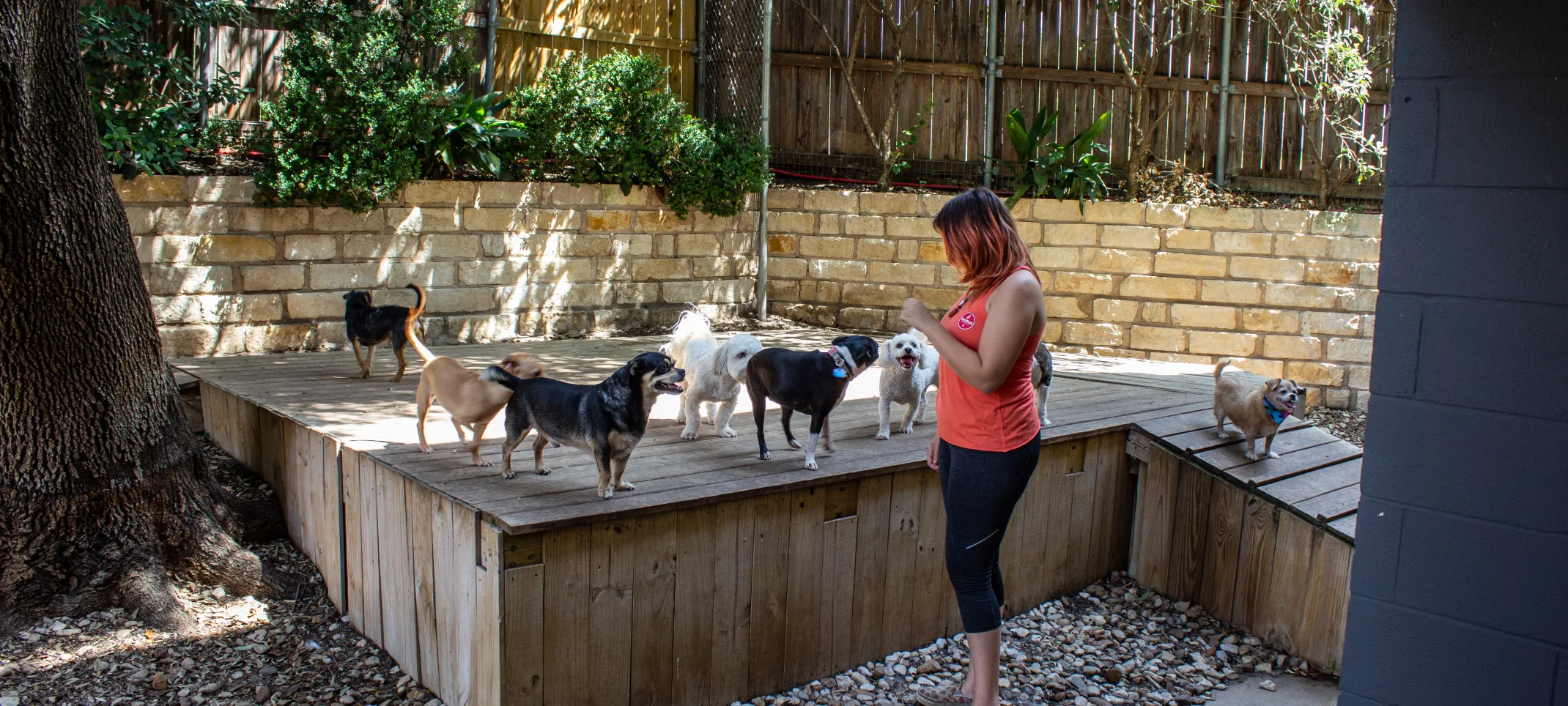 a staff member plays with small dogs outside at Taurus Academy