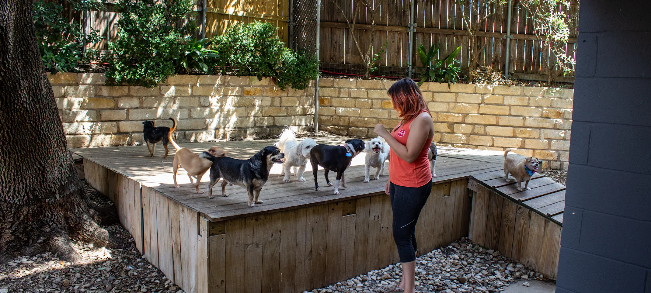 a staff member plays with small dogs outside at Taurus Academy a staff member plays with small dogs outside at Taurus Academy