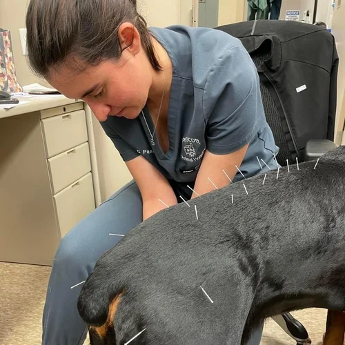 Dog Getting Acupuncture 