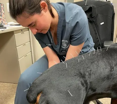 Dog Getting Acupuncture Dog Getting Acupuncture