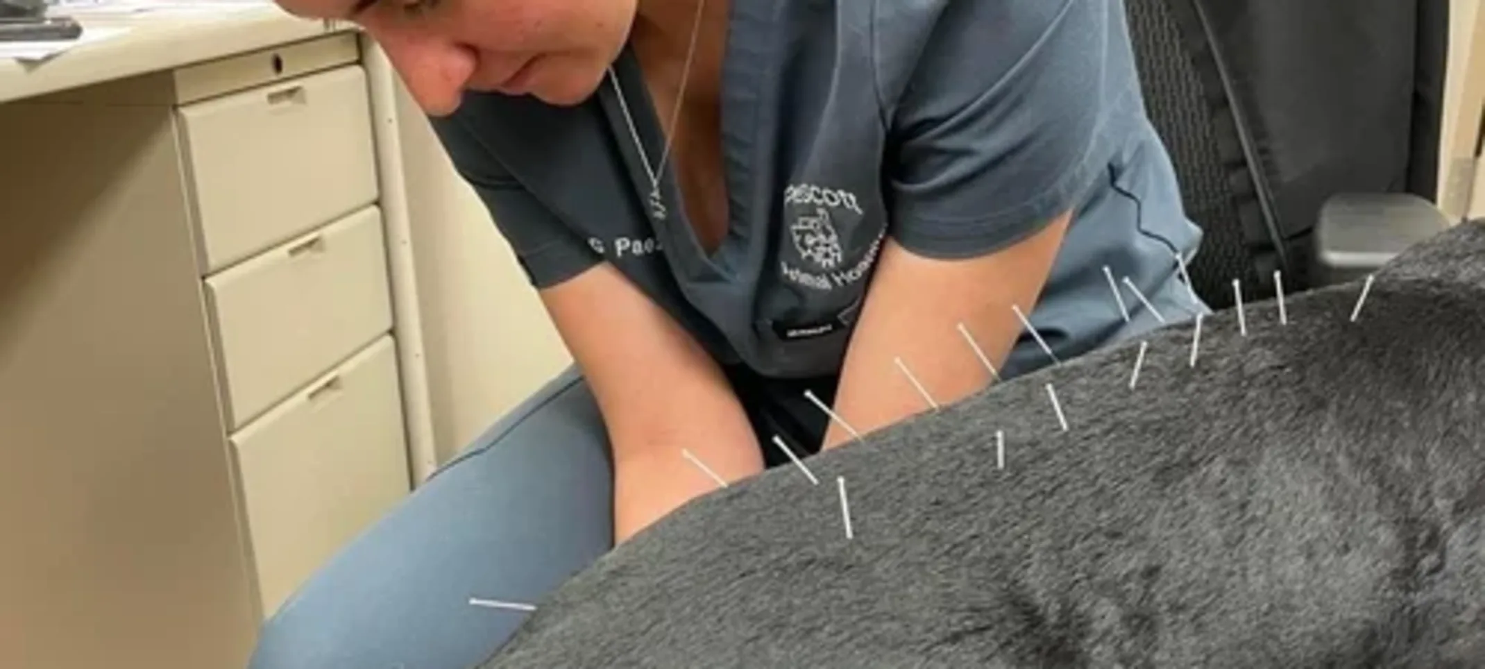 Dog Getting Acupuncture Dog Getting Acupuncture