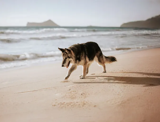 Husky Standing at the Beach Husky Standing at the Beach