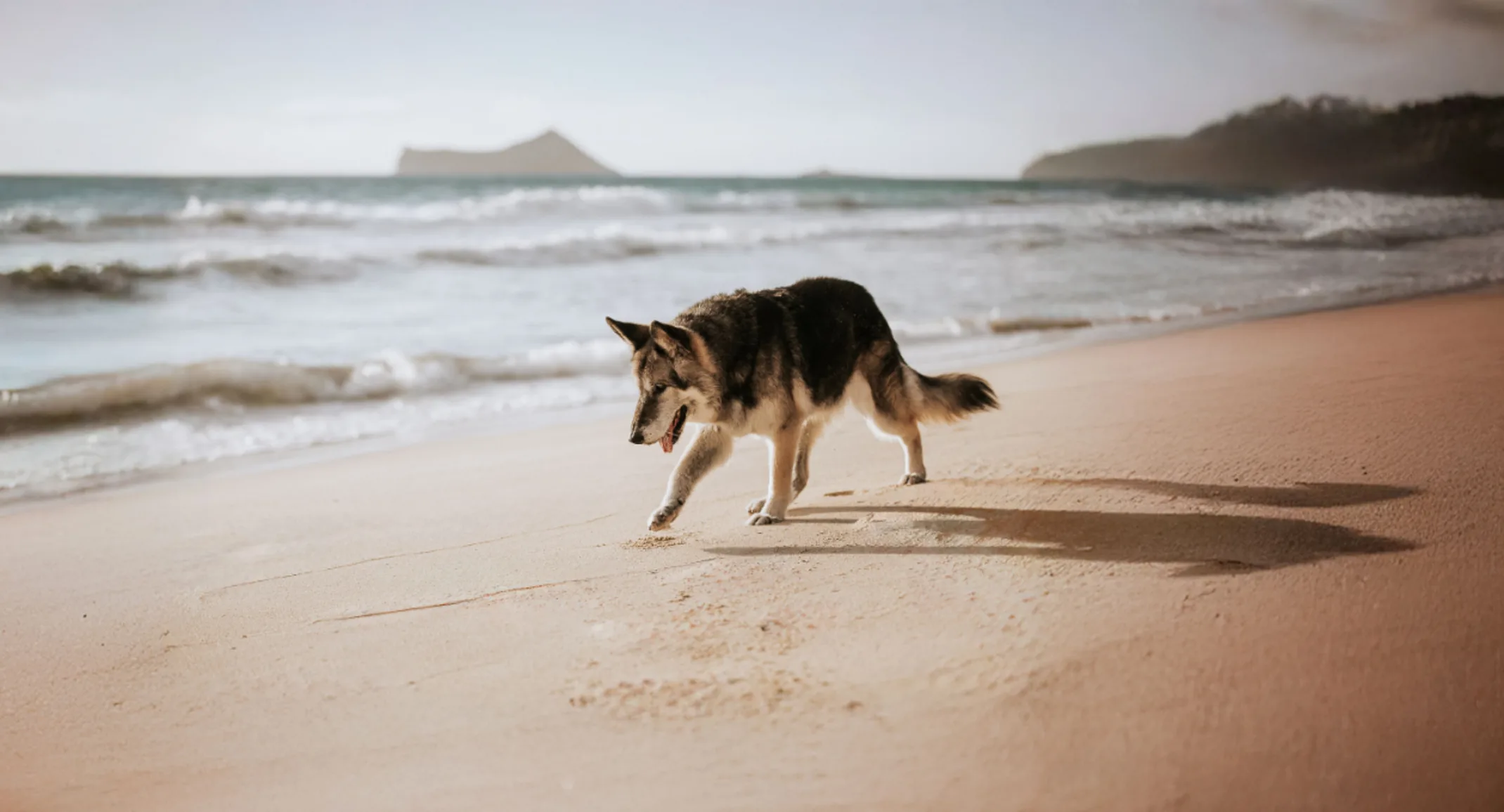 Husky Standing at the Beach Husky Standing at the Beach