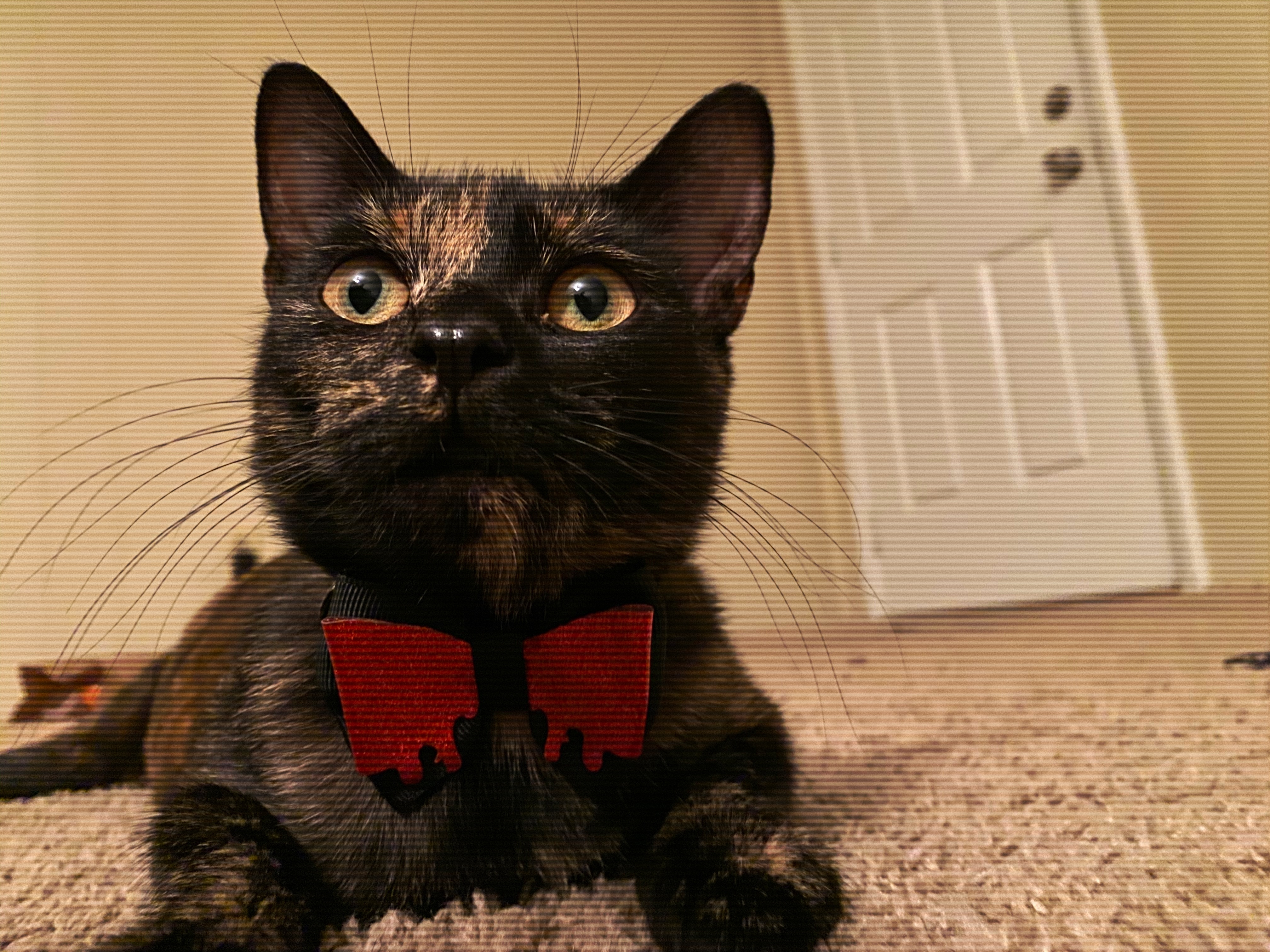 Nadya the cat in a bowtie
