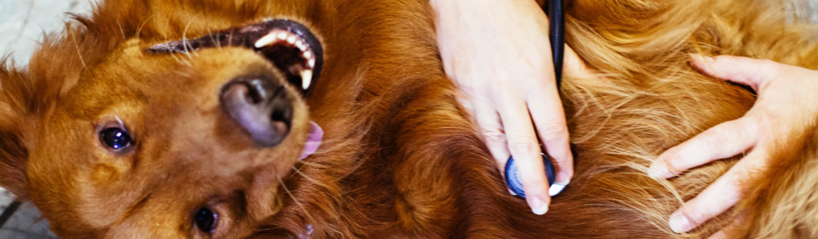 dog smiling dog smiling