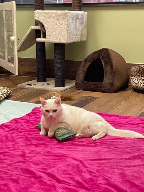 Cat in Boarding Room