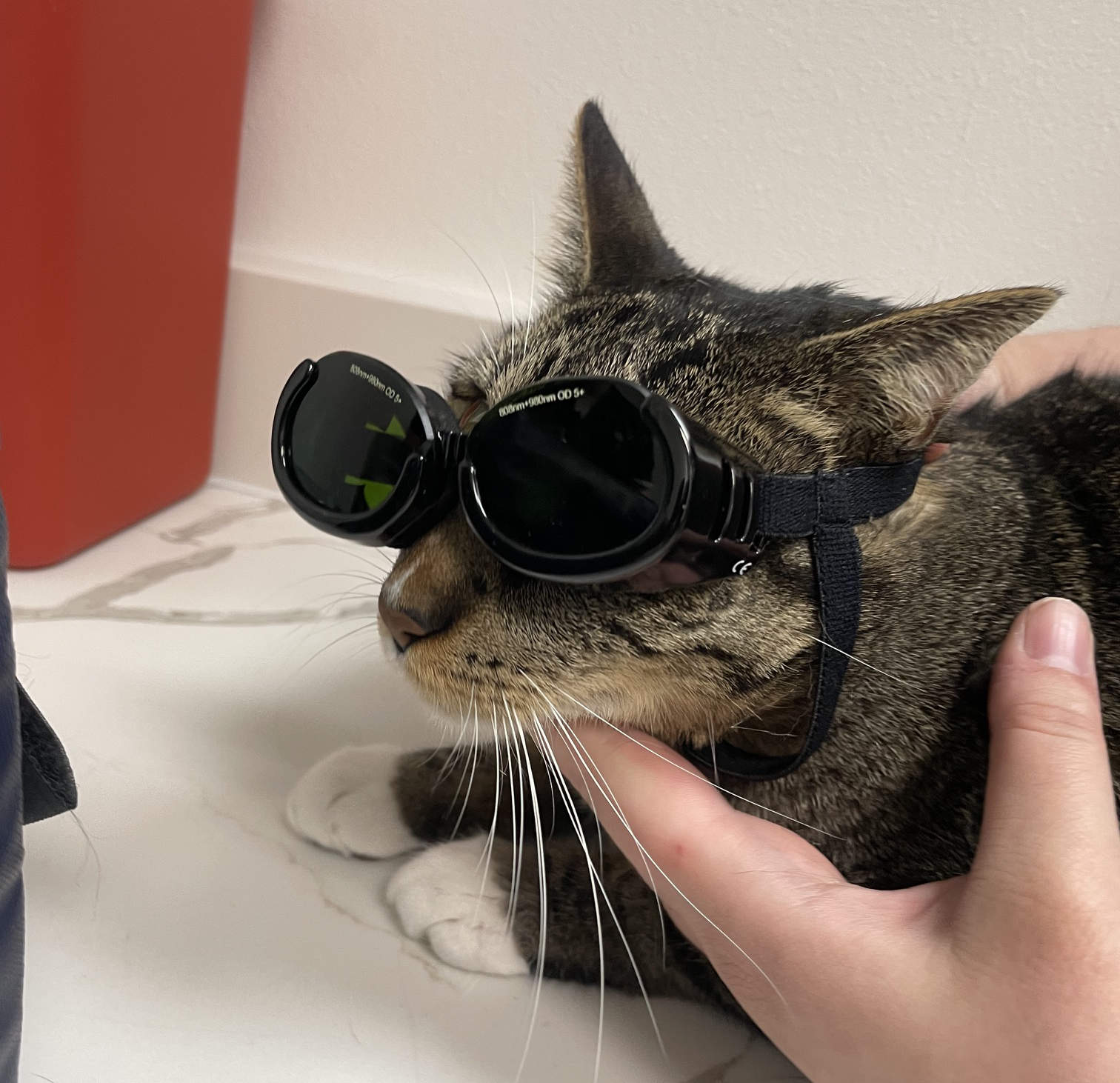 Cat wearing laser therapy goggles.