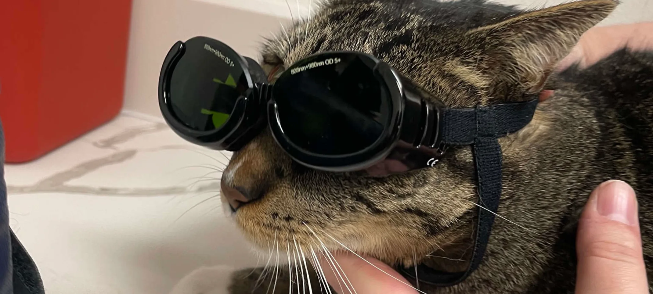 Cat wearing laser therapy goggles. Cat wearing laser therapy goggles.