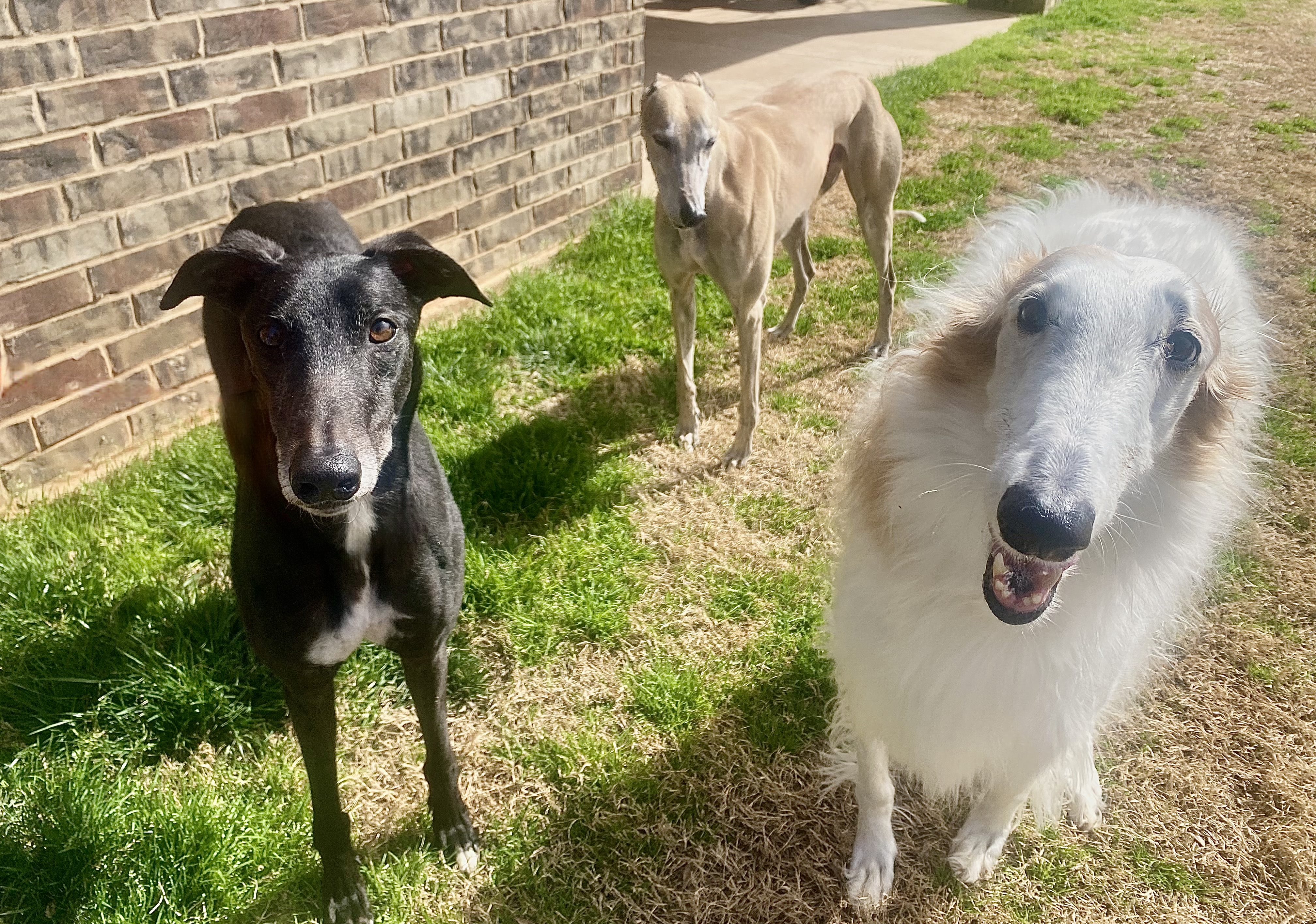 Two greyhounds and a Borzoi