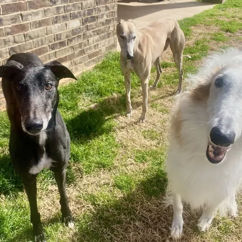 Two greyhounds and a Borzoi