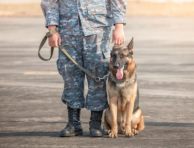 German Shepard (Dog) with Military Personnel