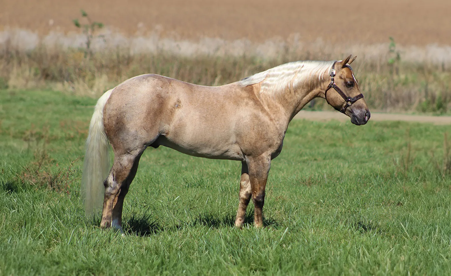 HQ Helluva Cat, a light brown horse