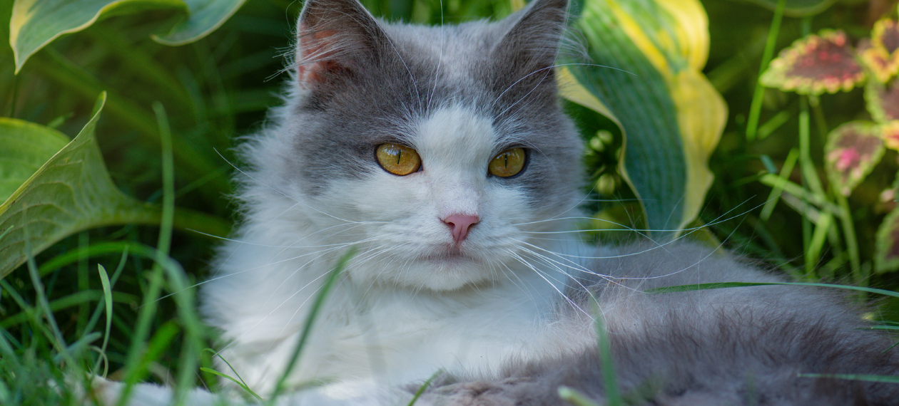 Close Up of Gray/White Cat Laying in the Grass