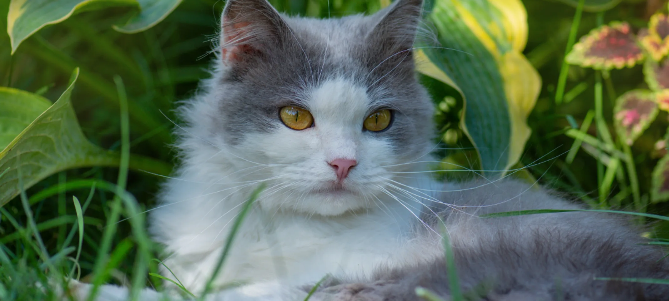 Close Up of Gray/White Cat Laying in the Grass Close Up of Gray/White Cat Laying in the Grass