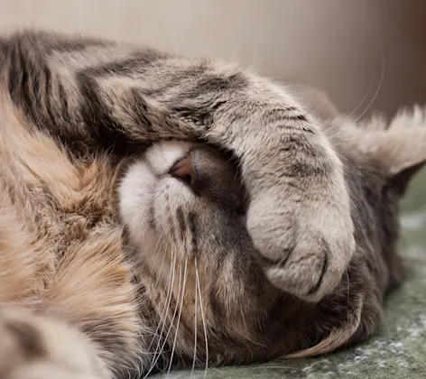 Cat covering face with paw Cat covering face with paw