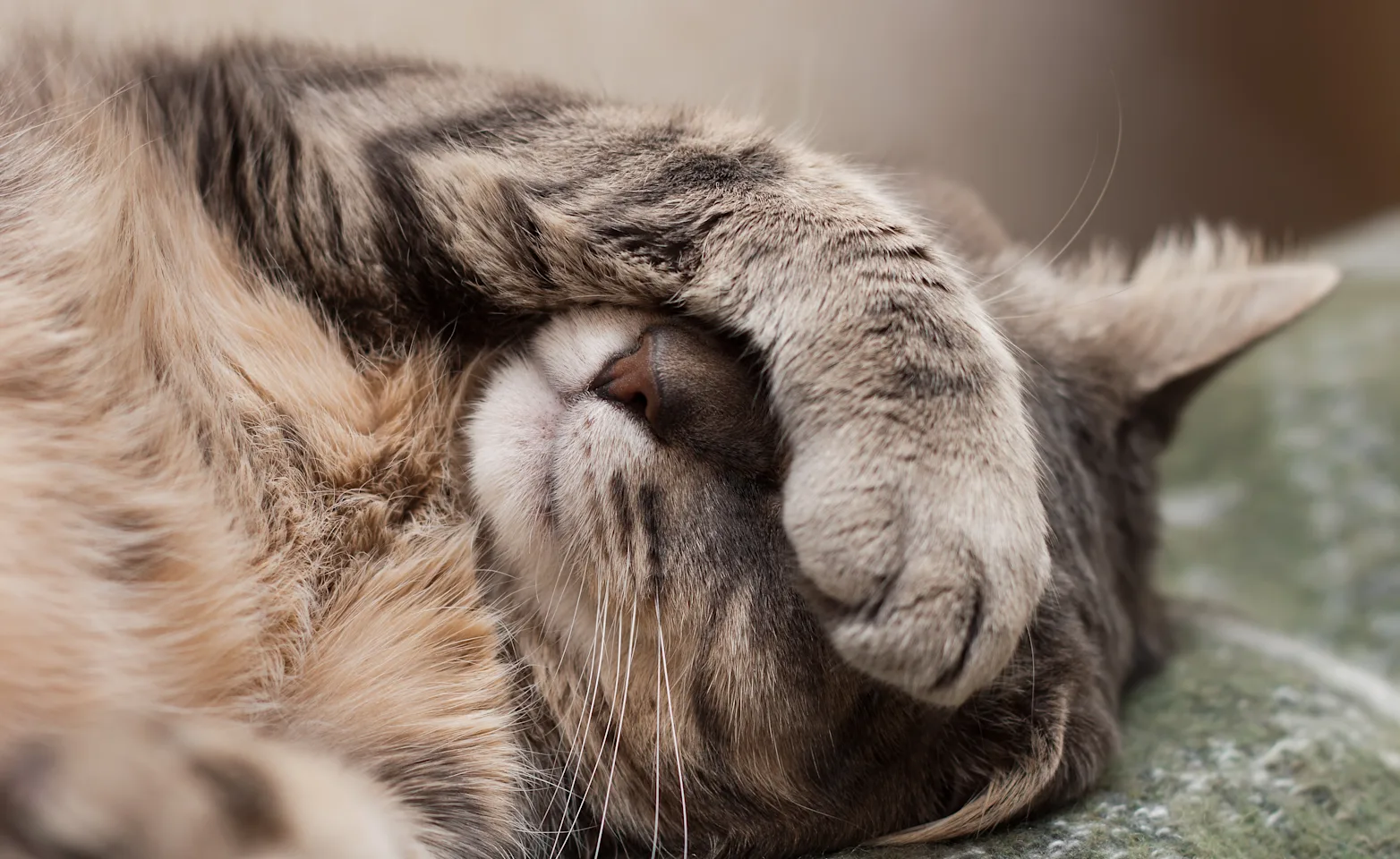 Cat covering face with paw Cat covering face with paw