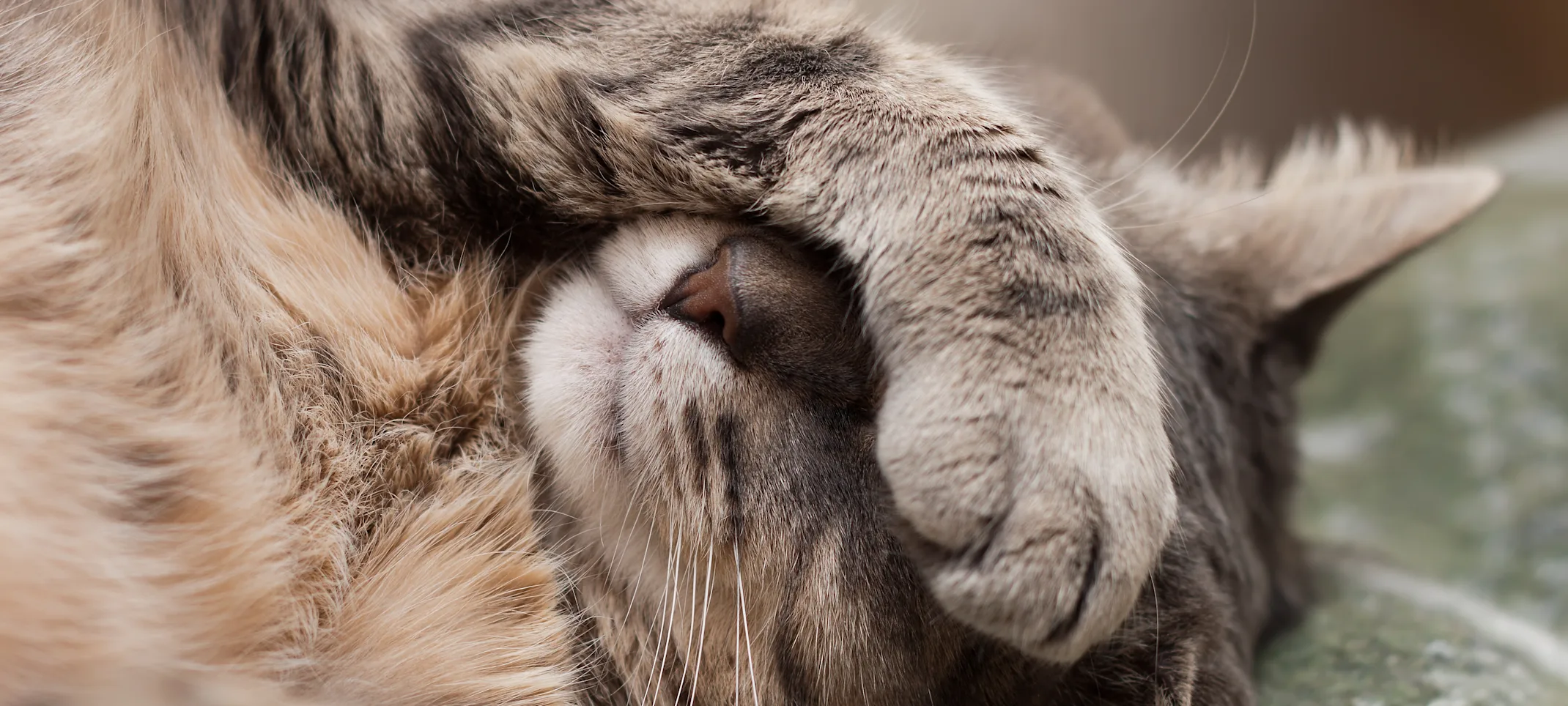 Cat covering face with paw Cat covering face with paw
