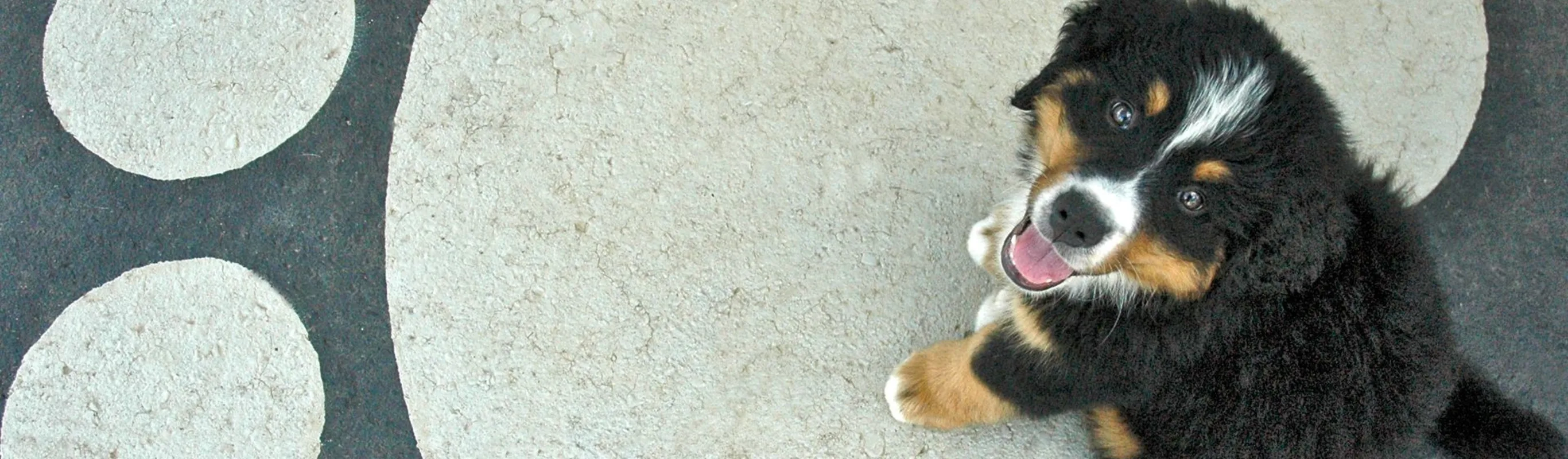 Dog looking up with paw print floor