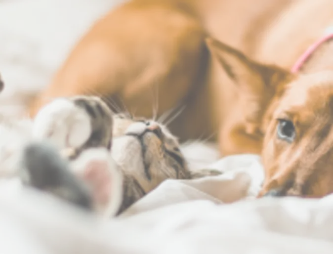 Dog and cat version of Paw Plans Dog and cat version of Paw Plans