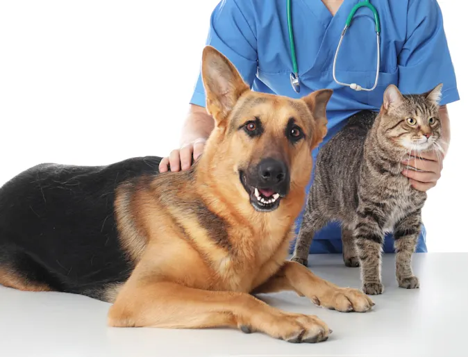 dog and cat sitting on a table with a doctor