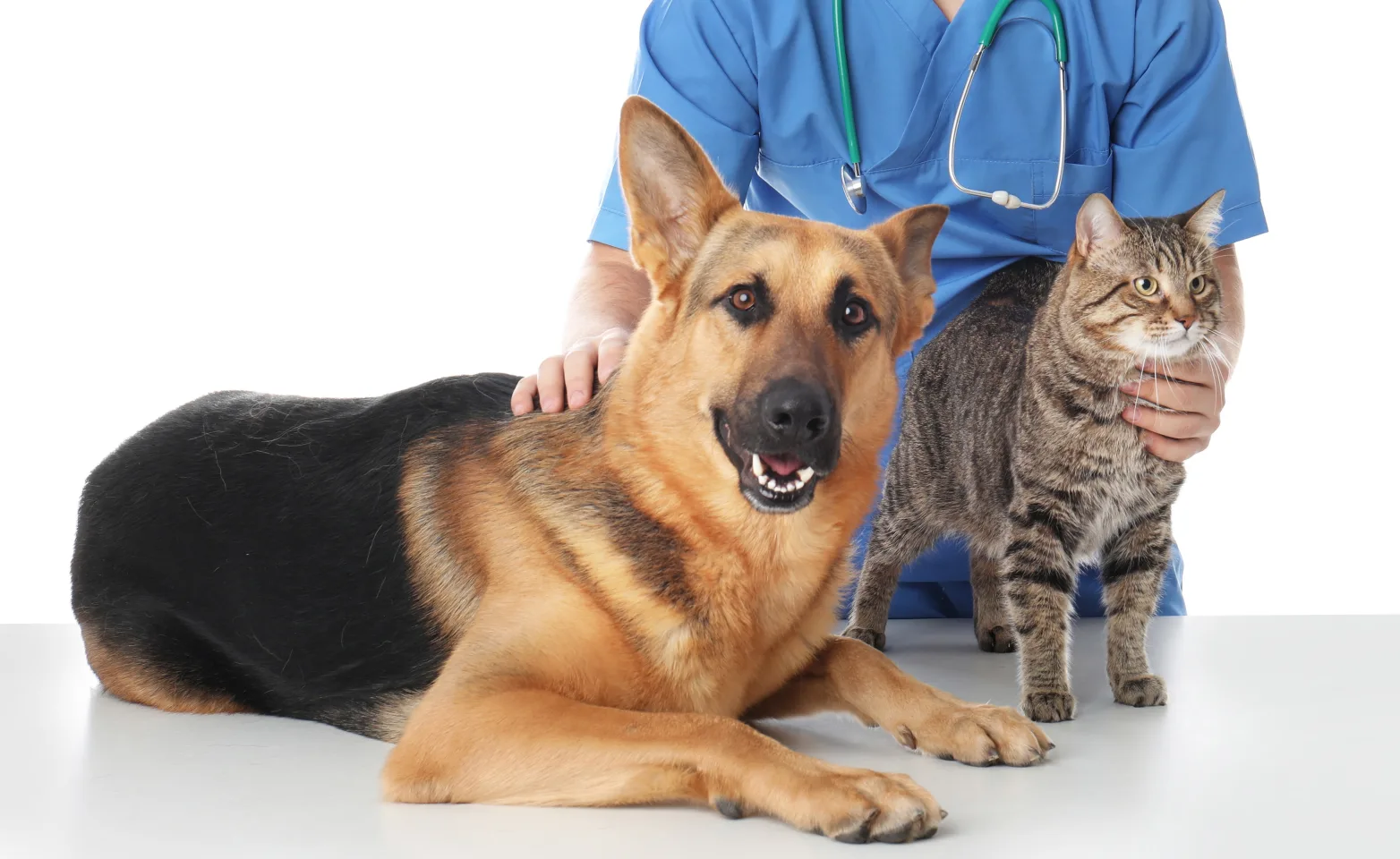 dog and cat sitting on a table with a doctor dog and cat sitting on a table with a doctor