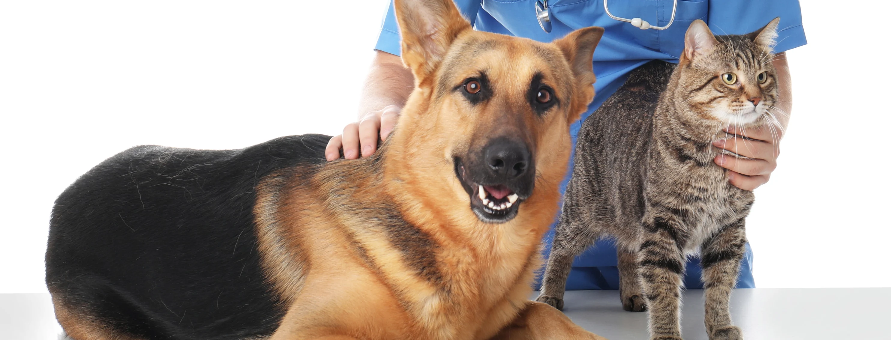dog and cat sitting on a table with a doctor dog and cat sitting on a table with a doctor