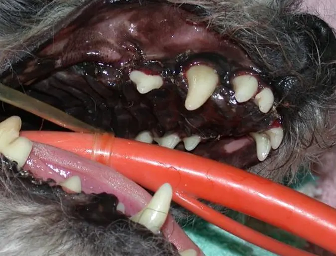 Mouth of canine after cleaning and necessary extractions for Periodontal Disease Mouth of canine after cleaning and necessary extractions for Periodontal Disease
