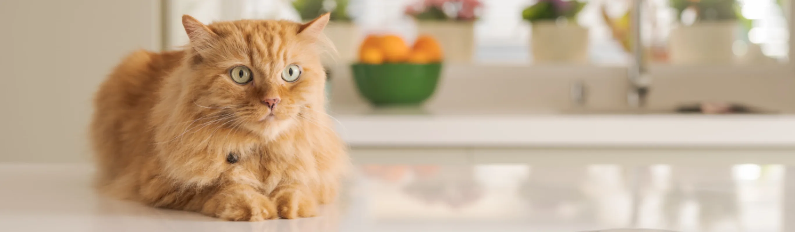 Orange Cat Lying on the Kitchen Table