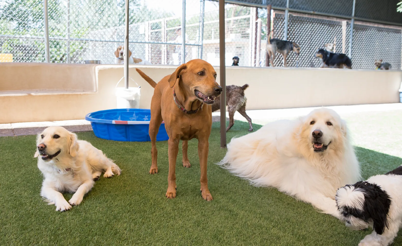 Dogs relaxing on grass at Canine Country Club & Feline Inn Dogs relaxing on grass at Canine Country Club & Feline Inn
